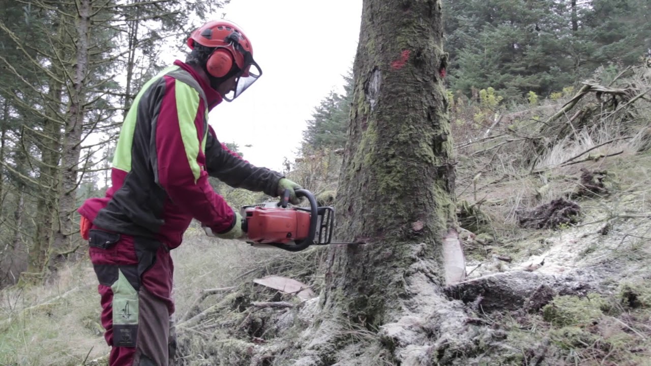 The Proclimber 6 Week Fast Track Tree Surgery Course