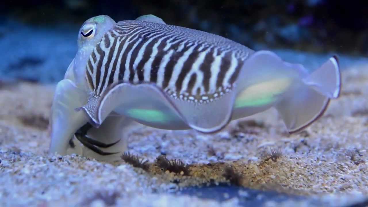Bebe Seiche Baby Cuttlefish Youtube
