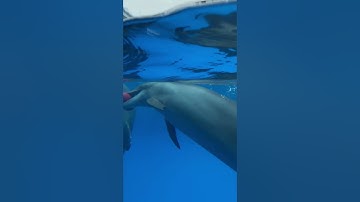 The Language of Dolphins: How They Communicate With Each Other