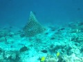 超迫力のモルディブシュノーケル