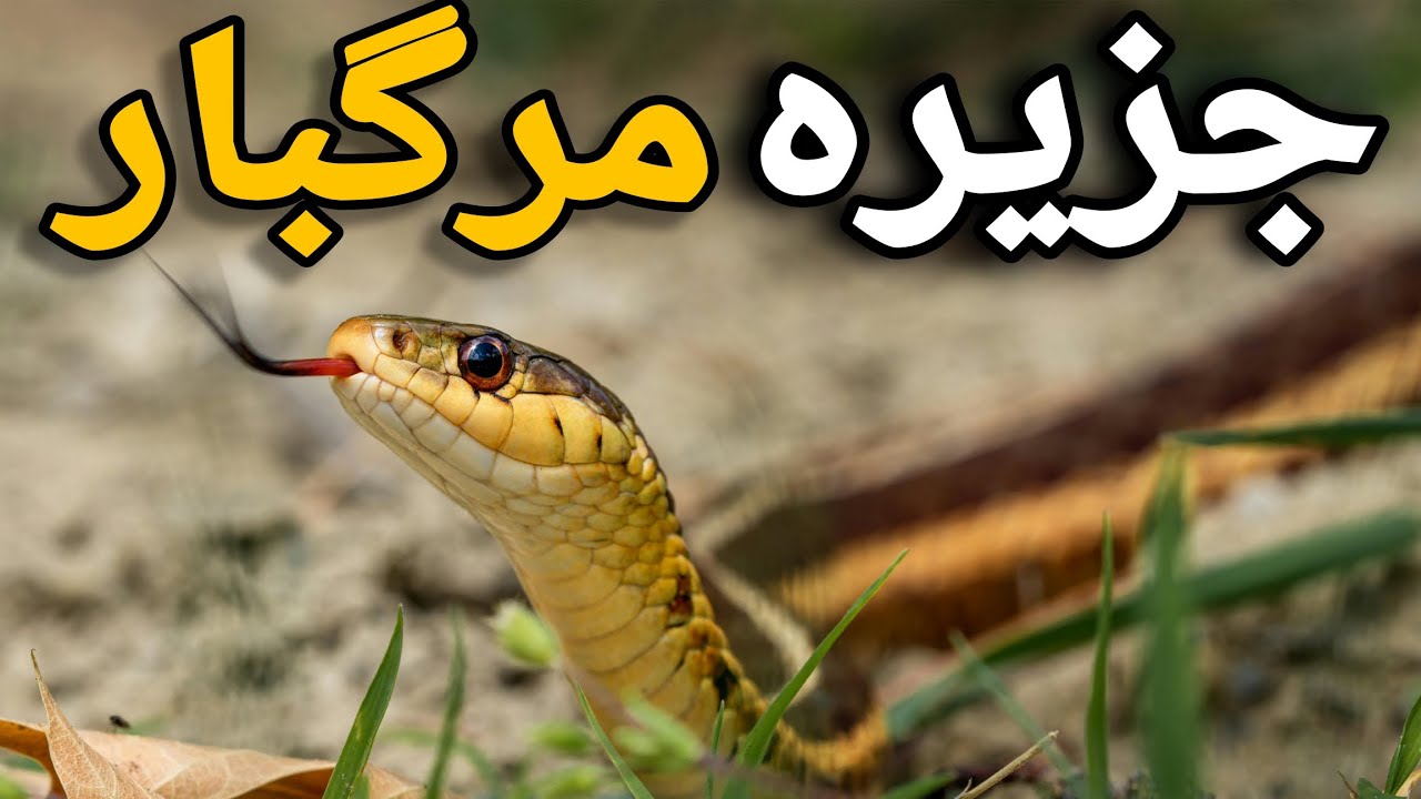 جزیرهٔ مارها؛ خطرناک‌ترین مکان روی زمین