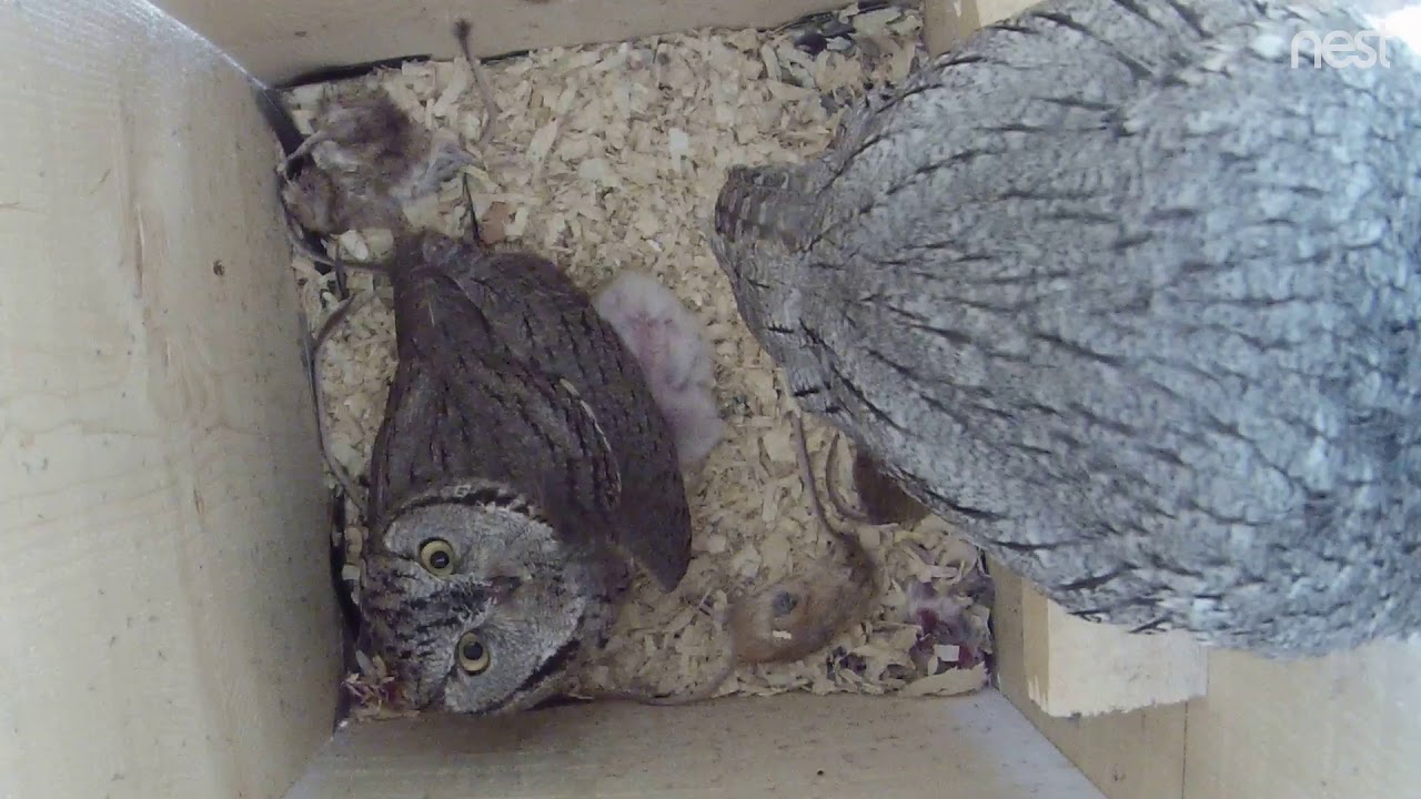 Western Screech-owls with newly hatched owlets - 1 hour clip 
