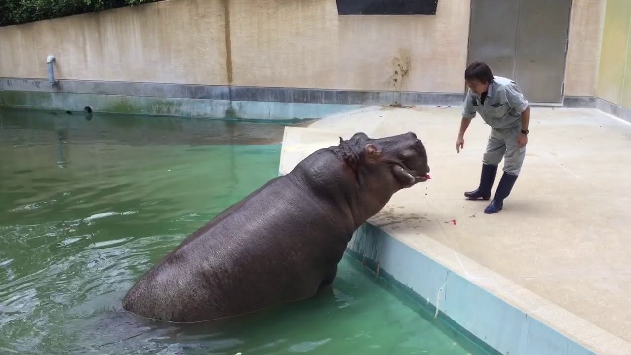 カバのスイカタイム・No.１６