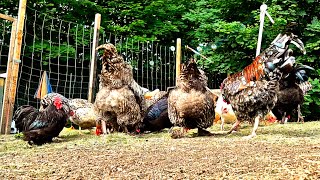 🌾 Peaceful Country Life with Chickens | Fresh Grass, Dust Baths, Cute Chicks & Relaxing Farm ASMR My Backyard Chickens Love To Fetch Grapes