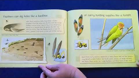 Feathers Not Just For Flying Storytime