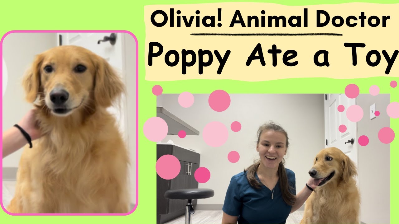 Poppy Ate a Toy Olivia Animal Doctor YouTube
