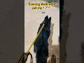 evening walk by my pet German shepherd #livecontentblog #shortvideo #shorts