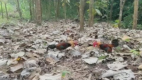 bẫy gà rừng ngày 8/1/2022 mồi bể lập công và lại bể tập 2 😂😂