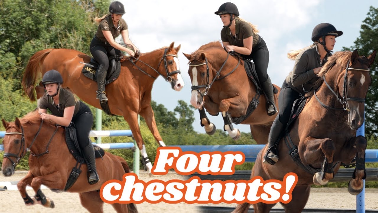 Which Horse Would You Buy? 🐴