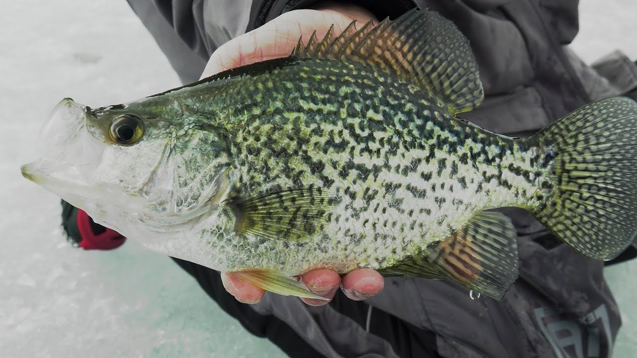 Ice Fishing Crappie in Extreme Shallow Water 