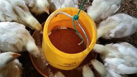 PELIHARA AYAM BROILER DENGAN SKALA RUMAHAN 200 EKOR DI BELANGKAN RUMAH