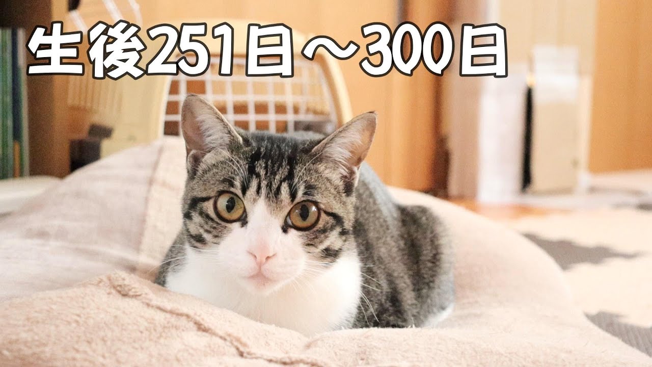 #25 Кошки развлекаются с кошачьим котацу и поилкой