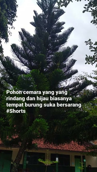 Cemara |pohon rindang biasa tempat burung suka bersarang #Shorts