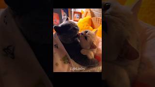 Cats Love Story ❤️ #shorts #cat #catlove #catshorts #usa #usashorts #wholesome #aww #cute #dog #pets