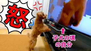 子犬時代の自分の姿を見て本気でキレて怒る犬がすごかった・・・【トイプードル】