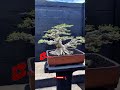 BONSAI DAUN CINTA THE BEST #shorts #bonsai #waru #caraperawatanbonsai #bonsaiindonesia #bonsaitree