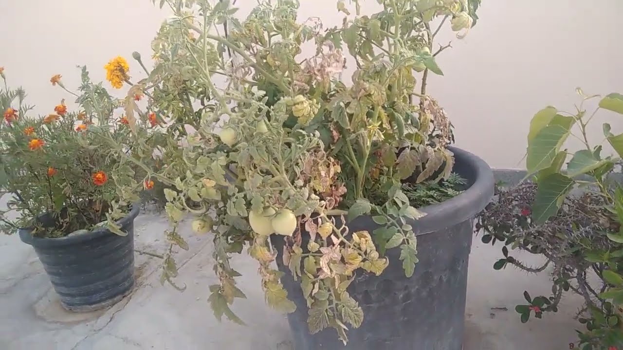 Traffic Tech Gulf Companyko Kausima Lagaiyako Tamotar Kheti