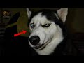 Try Not To Laugh 😁 Funny Cats and Dogs video - Funny Animal Compilation videos 2025 part# 9