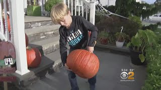 $500 Reward Offered For Pumpkin Stolen On Long Island