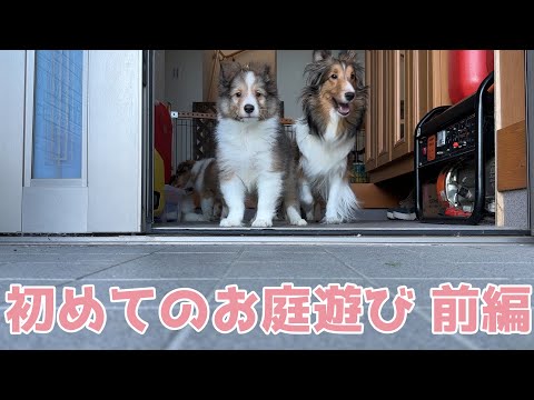 【シェルティ】初めてのお庭遊び🐾【前編】