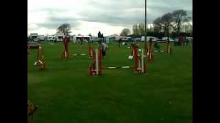 Foxilocks Flyer. Dog agility. Easter Celebration Ardingly.
