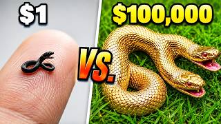 TerraGreen: $1 vs. $100,000 Pet Snake! Compilation