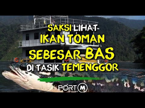 Saksi Lihat Ikan Toman Besar Bas di Tasik Temenggor Royal Belum fishing Trip Pancing Snakehead