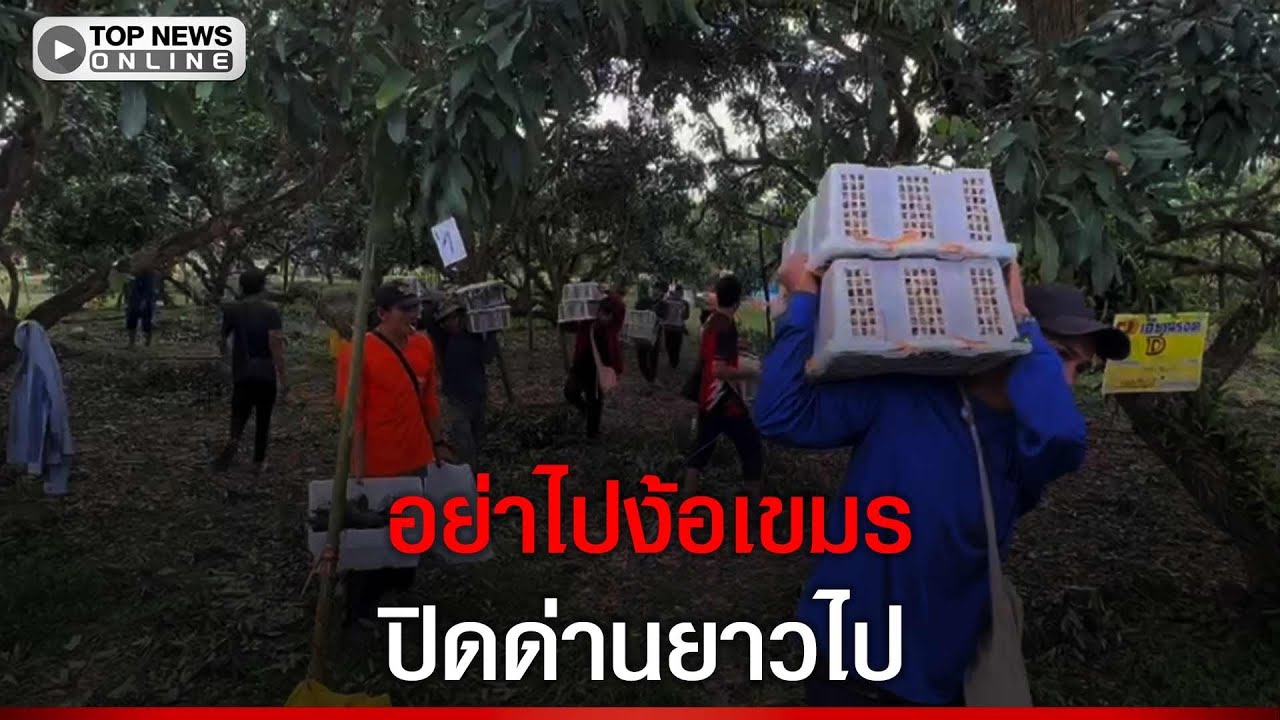 ไม่ง้อเขมร แรงงานเมียนมาชุดแรก เริ่มทำงานเก็บลำไย ทดแทนแรงงานกัมพูชา จ.จันทบุรี