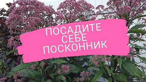 Посконник! Удивительное растение!