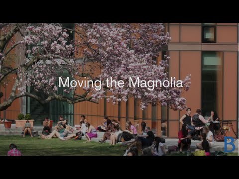 Time-lapse: Moving the Magnolia