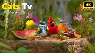 Nonstop Cat Entertainment 😻 11 Hours of Birds in the Garden – 4K TV for Peaceful Felines 🦜