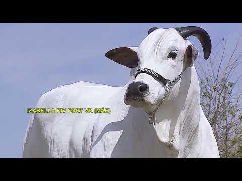 LOTE 1008   CLEOPATRA FIV CBA   CABN 419 zap