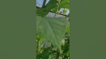 Thumbnail of Greenhouse made of bamboo! Do it yourself.