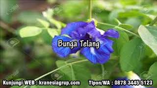 0878 3445 5123  beli bunga telang kering, harga bunga telang kering malaysia