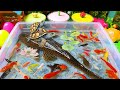 Unboxing Ikan Hias Warna Warni Ikan Lucu Ikan Koi Maskoki Ikan Lele Chana Ikan Cupang Gurame Unboxing Ikan Hias Warna Warni Ikan Lucu Ikan Koi Maskoki Ikan Lele Chana Ikan Cupang Gurame