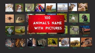 Learn English |  Animals Vocabulary In English |  100 Animal Names In English With Pictures