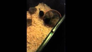 Gerbils (PUPS) at 3 weeks playing xx