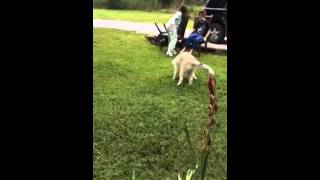 Ashton And Hercules Playing Fetch