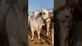 Pink nose UDF #animalslover #cow #cattle #bull #udf #udfcattlefarm