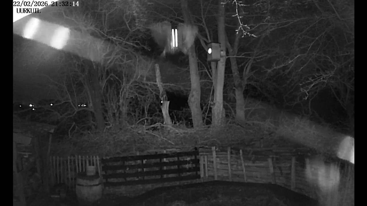 🦉 Geheime nachtelijke vluchten van de bosuil – Zanderij Castricum 🌙