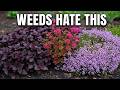 Stop Weeds Naturally! 7 Beautiful Groundcovers That Take Over Your Garden