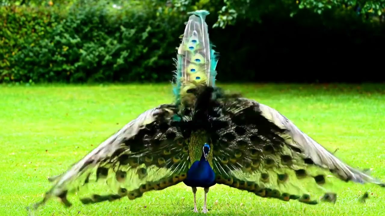 Pavão Abrindo a Cauda em Leque – Um Espetáculo da Natureza! 🦚