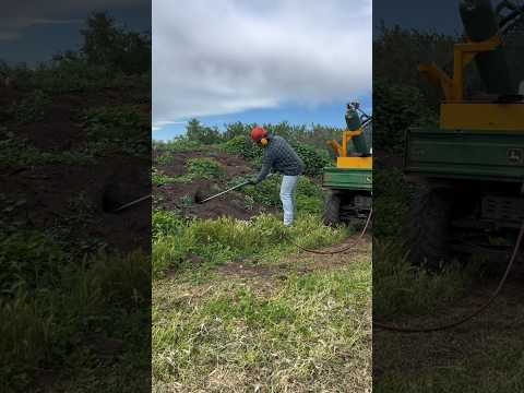 تقنية مذهلة لإبادة الفئران بضربة واحدة 