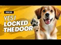Dog Locked the Door! A1 Lock & Key Bahamas
