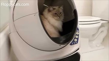 Automatic Litter Box: Litter-Robot 3 Open Air Arrives for Product Reviews