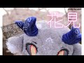 virtual花見飲酒配信【にじさんじ/でびでび・でびる】