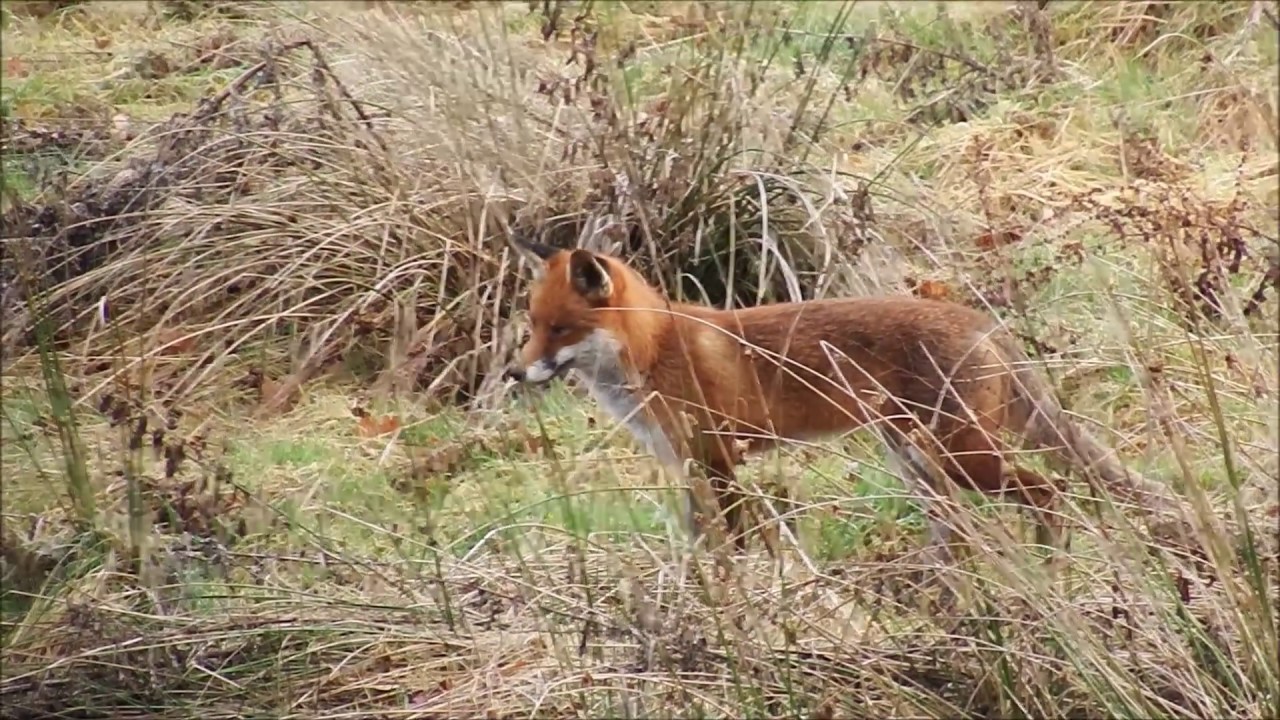 THE FOX AND THE RABBIT