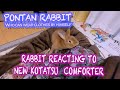 4K｜Rabbit Reacting to New Kotatsu Comforter｜新しいこたつ掛け布団への反応 #065