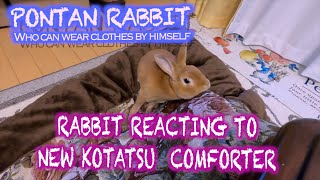 4K｜Rabbit Reacting to New Kotatsu Comforter｜新しいこたつ掛け布団への反応 #065