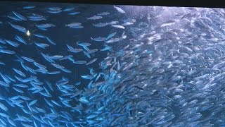 イワシの群れで「雪景色」 北海道・登別の水族館